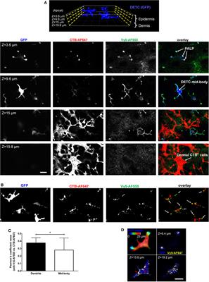 Epidermal T Cell Dendrites Serve as Conduits for Bidirectional Trafficking of Granular Cargo